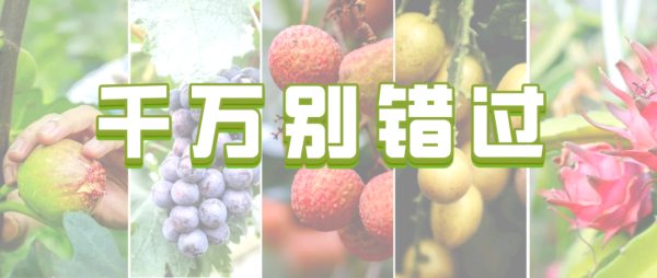 股民之家 吃货集合！最佳赏味期到了，现摘现吃超甜